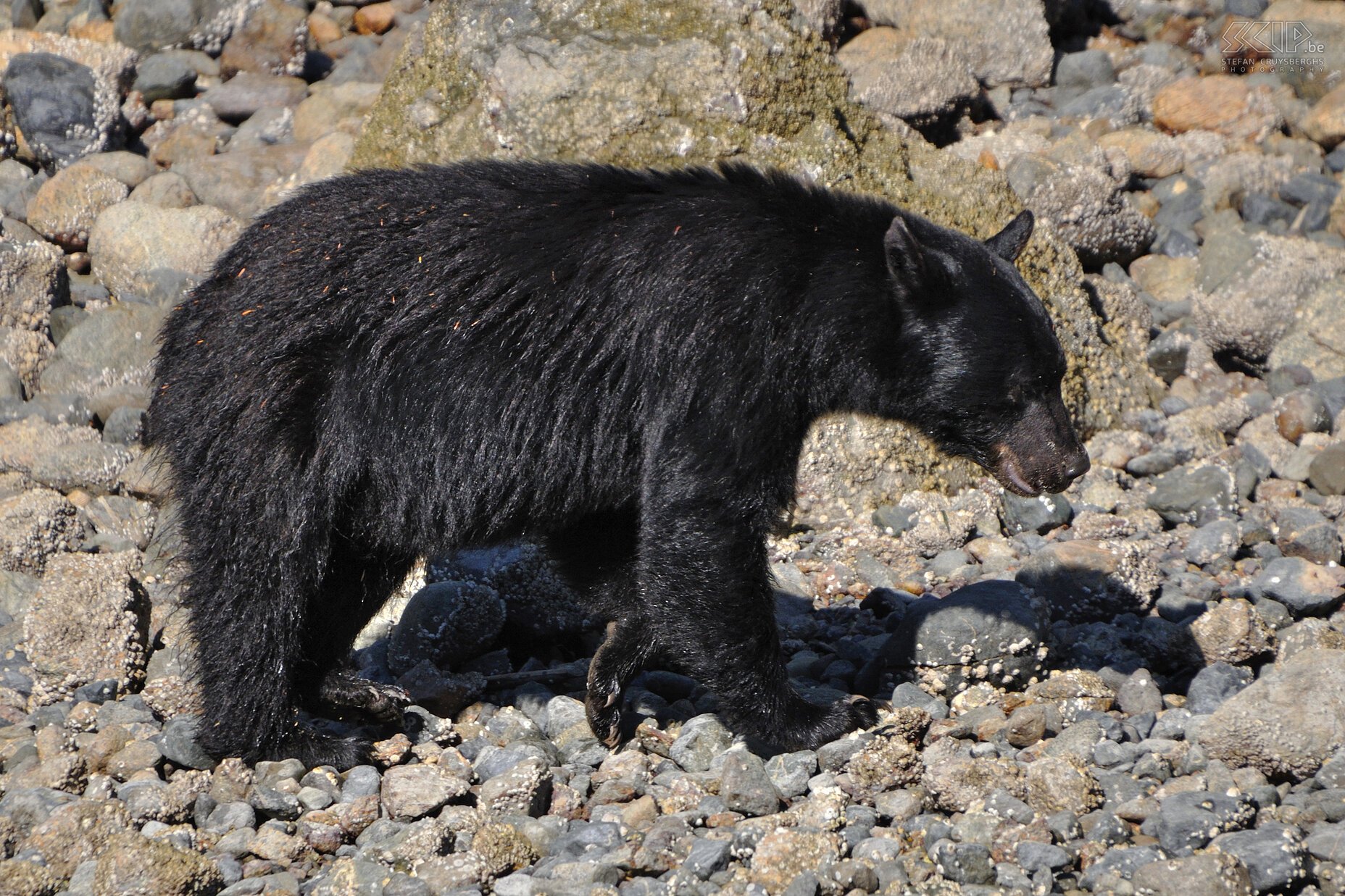 Tofino - Black bear  Stefan Cruysberghs